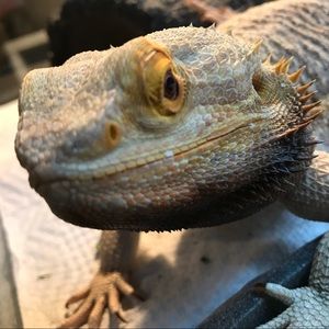 Meet your Posher, Alex